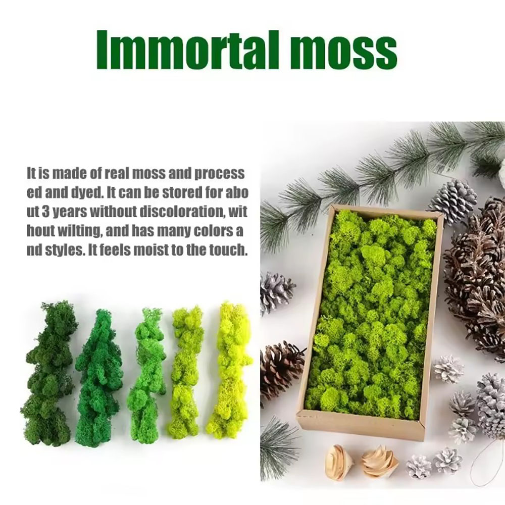 200/500g Eternal Life Fake Mos - Sphagnum Moss Dry 评论和价格
